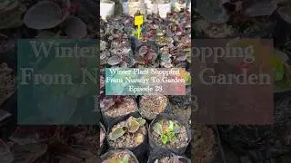 Winter Plant Shopping 🌱 From Nursery To Garden #episode28 #shorts #begonia #the_tiny_terracegarden