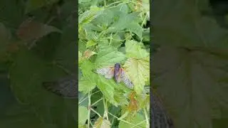 A Walk Amid Cicadas in Washington, DC, USA | Slow TV | Walkana