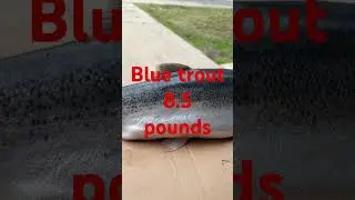 Big blue trout