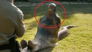 5 Most genetically modified animals created by human