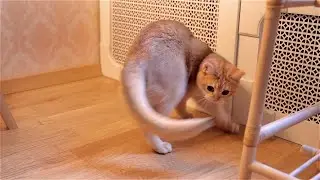 Funny cat chasing own tail