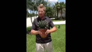 Alex Pierce / Queen Victoria Agave
