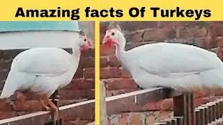Amazing Facts About Turkey Bird | Discover the Amazing Flying Skills Of Turkeys | Turkey Adventures