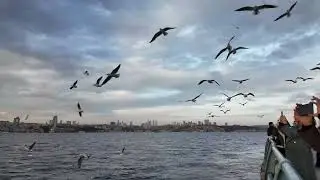 İSTANBUL KIZ KULESİ GÜNEŞ BATIŞI BOĞAZ VE MARTILAR ÇOK GÜZEL