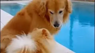 Hilarious pet chaos! 🐶🐱 Funny dog & cat fails you have to see. #funnyanimals #petfails #dogandcat