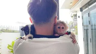 Cubis the Monkey and Puppy Lucky Scared of Thunder!