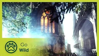 The Living Graveyard - Go Wild
