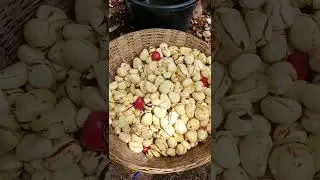 Cola nuts #shorts #cola