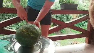 Alpaca tries Dăbuleni watermelon