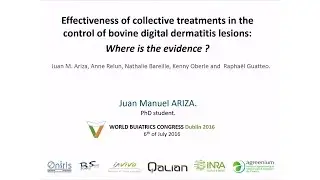 Effectiveness of collective treatments in the control of bovine digital dermatitis
