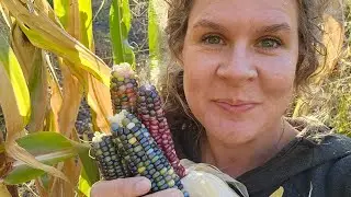How did the glass gem corn harvest go? I'm surprised! | Vlog | October 9, 2023