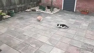 Two cats chasing red dot laser point