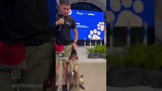 Passion & Obsession in Dog Training