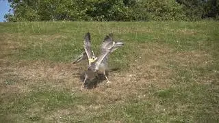 Bunfight