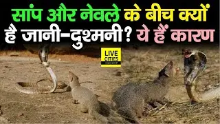 सांप और नेवले क्यों एक दूसरे को देखना पसंद नहीं करते, जानिए इसके पीछे छिपा कारण | LiveCities