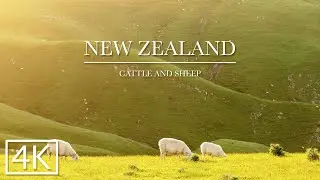 New Zealand Cattle and Sheep in 4K/UHD, Wellington, Belmont Regional Park, Farming