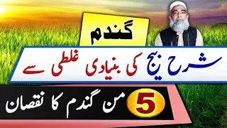 A mistake in Wheat Seed Rate can decrease the production || Crop Reformer