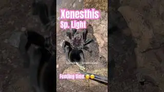 Xenesthis sp. Light feeding on Locusts