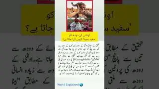 Why is camel milk called 'White Gold'? #youtubeshorts #health