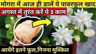 MOGRA plant care tips.Best homemade fertilizer for mogra.Jasmine plant care.मोगरा.@greenhouse1.