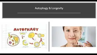 Autophagy & Longevity   How to Live Longer