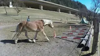 Amor Trabstangen Februar 2021