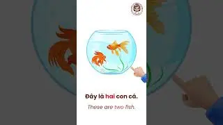 Learn Vietnamese Sentences | C&acirc;u 6: Đ&acirc;y l&agrave; một con c&aacute; #learnvietnamese #shorts