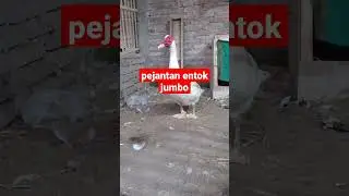 Pejantan entok jumbo#shorts