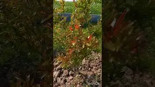 Please support us by subscribing #nature #beauty #shortvideo