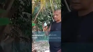 #How to use blue and salt on your coconut 🥥 tree 🌳