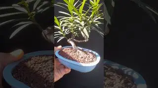 Bonsai Adelfa (Nerium Oleander) #bonsai #bonsaitree