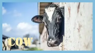 Cow sound effects - cow mooing sound effect [ moo cow video 2021 ]