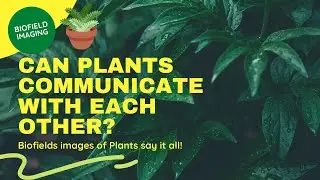 Can Plants Really Communicate? Check Out What Beautiful Biofield Images Reveal!