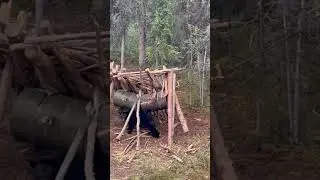 Black bear kill shot with a 50 Beowulf
