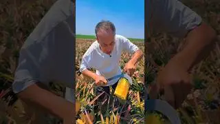 🍍#fresh #agriculture  #freshfruits #smartfarming #farmlife #enjoyrurallife #satisfying #yummy #farm