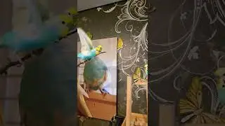 #youtubeshorts #birds #video #parrot #cute #funny #cute #budgie #budgies #like #pets