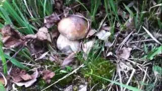 Cep hunting in the UK 2