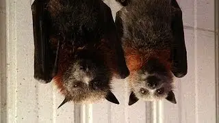 Helping Grey-headed flying foxes in Aussie heatwave.
