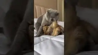 Scottish Fold Bullies a Norwegian Forest Cat Play Fight #cats #cute #petsoftiktok