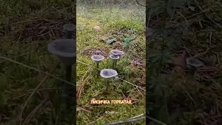 ГОРБАТАЯ ЛИСИЧКА или Кантареллула бугорковая (Cantharellula umbonata)