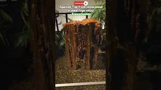 This fossilized tree trunk is WAY older than T. Rex! #fossil #history #paleontology #science