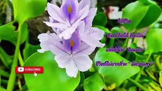 ดนตรีฟังสบาย ๆ กับวิวธรรมชาติสบายตา พักผ่อนสมอง และ สายตา 