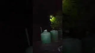 Leopard  Eyes Visible At Night , Leopard  Sitting On Tree At Night , Leopard  Territory
