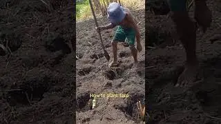 #howtoplant Taro