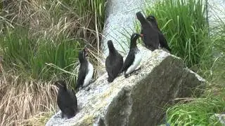 Parakeet Auklet