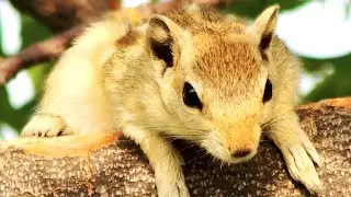 Chipmunk Chirping Sound (Audio)🐿️🎶
