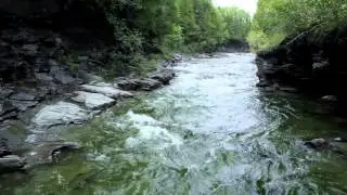 Saumon atlantique: P&eacute;ninsule gasp&eacute;sienne