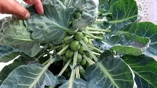 Gamalon mein  Brussels Sprouts | Grown and care | Urdu/Hindi