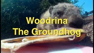 17 Minutes of a Woodchuck Eating