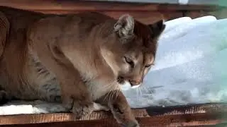 Puma concolor spp. &ndash; Пума (кугуар) підвиди &ndash; cougar (puma, mountain lion, catamount)